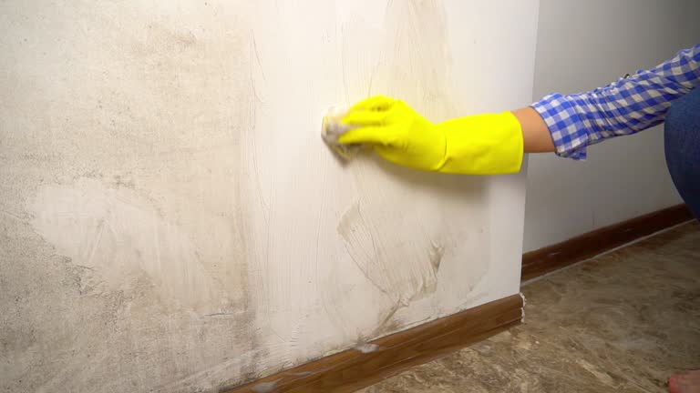 Best Emergency Mold Remediation  in North Conway, NH