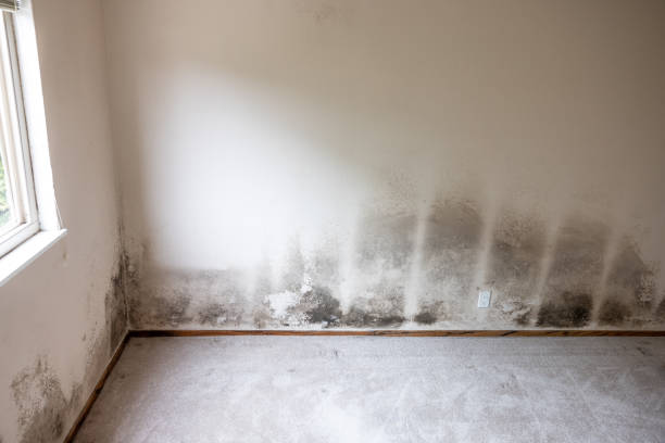 Best Biohazard Mold Removal  in North Conway, NH